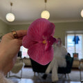 Flowerclip fuchsia  small