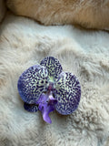 Shoe Clip leopard 2.0